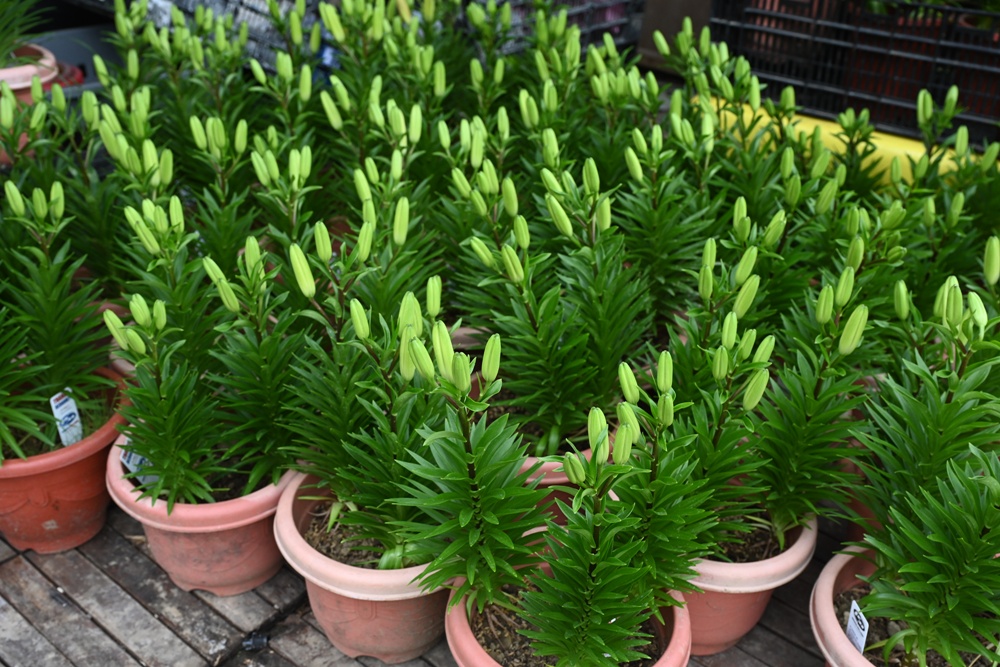 2025阿里山百合花季｜30多種百合花、重瓣百合、荷蘭玫瑰百合 樂野村浪漫登場 x 有限責任嘉義縣阿里山百合生產合作社！