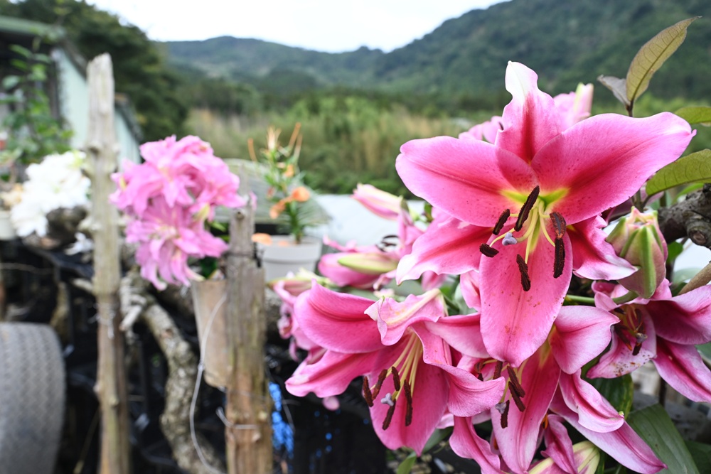 2025阿里山百合花季｜30多種百合花、重瓣百合、荷蘭玫瑰百合 樂野村浪漫登場 x 有限責任嘉義縣阿里山百合生產合作社！