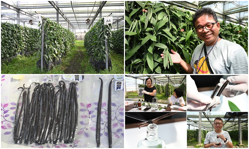 屏東佳冬｜向陽香莢蘭園 光電板下綻放的「香料皇后」榮獲2024、2025比利時iTQi三星獎！香草下午茶、DIY香草精！