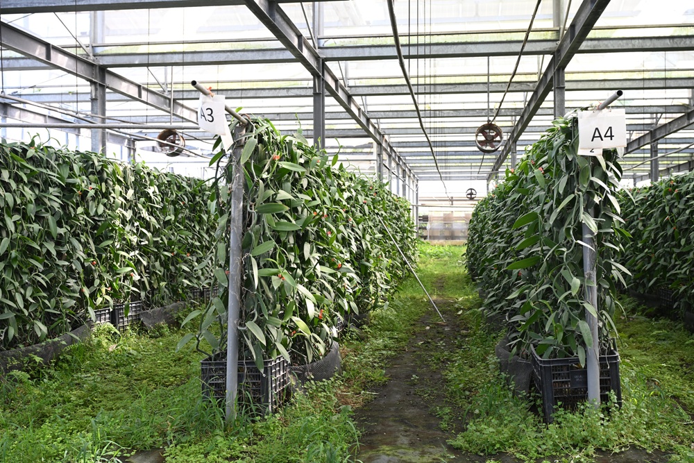 屏東佳冬｜向陽香莢蘭園 光電板下綻放的「香料皇后」榮獲2024、2025比利時iTQi三星獎！香草下午茶、DIY香草精！