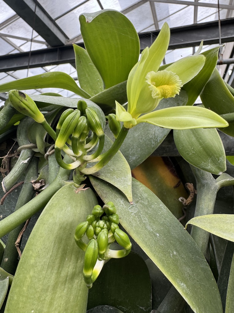 屏東佳冬｜向陽香莢蘭園 光電板下綻放的「香料皇后」榮獲2024、2025比利時iTQi三星獎！香草下午茶、DIY香草精！