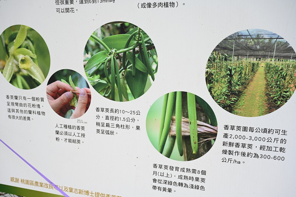 屏東佳冬｜向陽香莢蘭園 光電板下綻放的「香料皇后」榮獲2024、2025比利時iTQi三星獎！香草下午茶、DIY香草精！