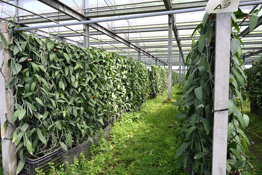 屏東佳冬｜向陽香莢蘭園 光電板下綻放的「香料皇后」榮獲2024、2025比利時iTQi三星獎！香草下午茶、DIY香草精！