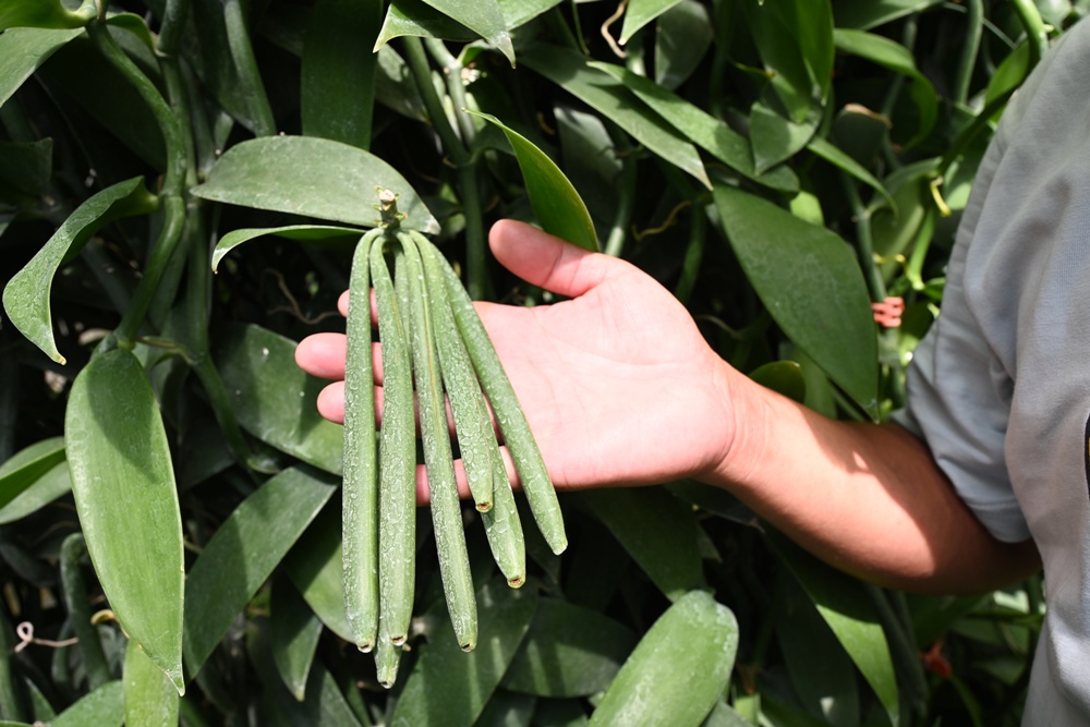 屏東佳冬｜向陽香莢蘭園 光電板下綻放的「香料皇后」榮獲2024、2025比利時iTQi三星獎！香草下午茶、DIY香草精！