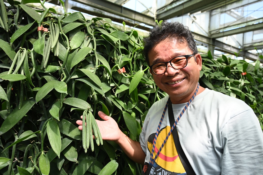 屏東佳冬｜向陽香莢蘭園 光電板下綻放的「香料皇后」榮獲2024、2025比利時iTQi三星獎！香草下午茶、DIY香草精！