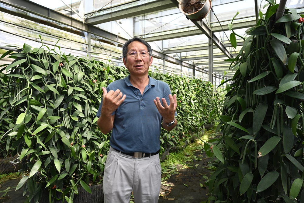 屏東佳冬｜向陽香莢蘭園 光電板下綻放的「香料皇后」榮獲2024、2025比利時iTQi三星獎！香草下午茶、DIY香草精！