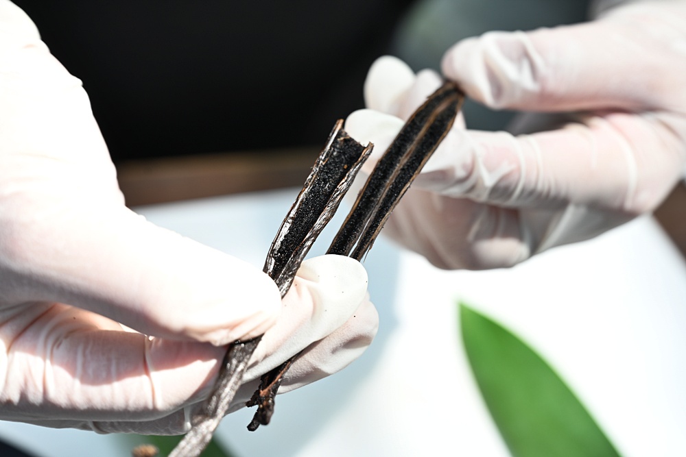 屏東佳冬｜向陽香莢蘭園 光電板下綻放的「香料皇后」榮獲2024、2025比利時iTQi三星獎！香草下午茶、DIY香草精！