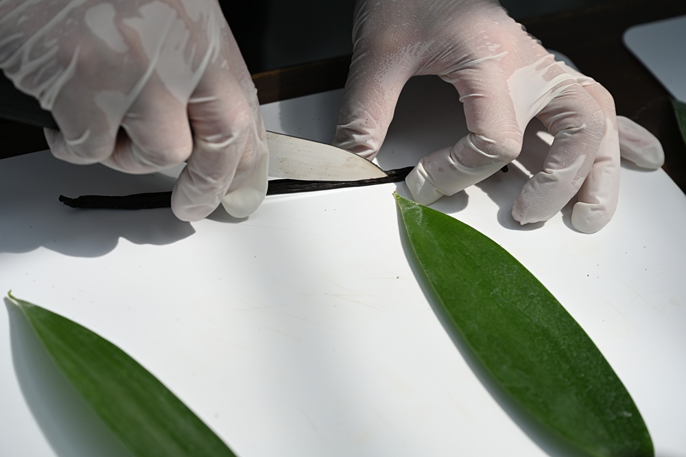 屏東佳冬｜向陽香莢蘭園 光電板下綻放的「香料皇后」榮獲2024、2025比利時iTQi三星獎！香草下午茶、DIY香草精！