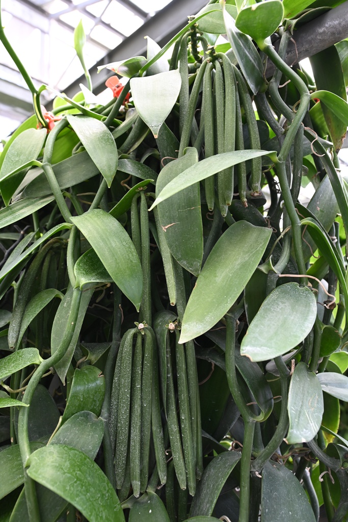 屏東佳冬｜向陽香莢蘭園 光電板下綻放的「香料皇后」榮獲2024、2025比利時iTQi三星獎！香草下午茶、DIY香草精！