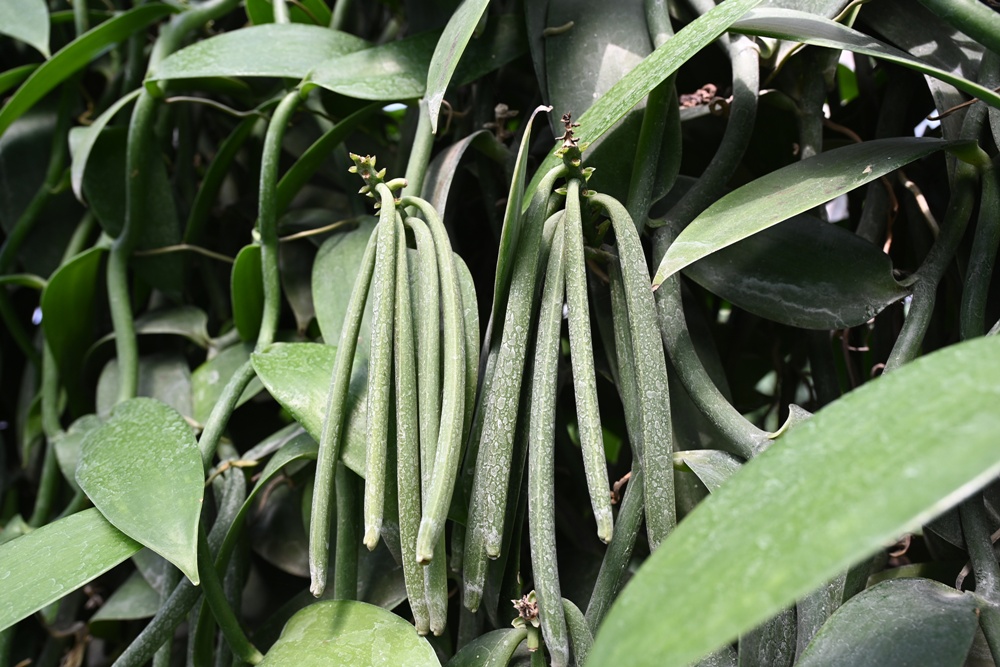 屏東佳冬｜向陽香莢蘭園 光電板下綻放的「香料皇后」榮獲2024、2025比利時iTQi三星獎！香草下午茶、DIY香草精！