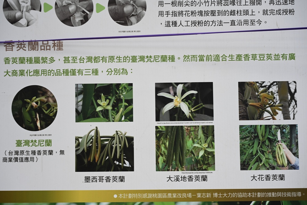 屏東佳冬｜向陽香莢蘭園 光電板下綻放的「香料皇后」榮獲2024、2025比利時iTQi三星獎！香草下午茶、DIY香草精！