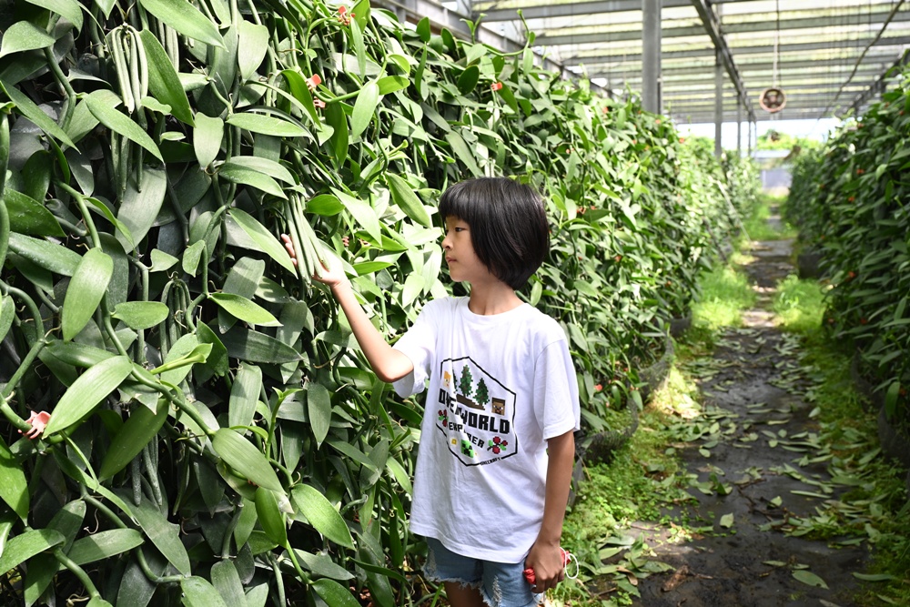 屏東佳冬｜向陽香莢蘭園 光電板下綻放的「香料皇后」榮獲2024、2025比利時iTQi三星獎！香草下午茶、DIY香草精！
