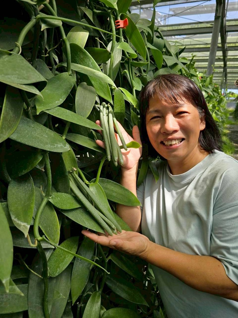 屏東佳冬｜向陽香莢蘭園 光電板下綻放的「香料皇后」榮獲2024、2025比利時iTQi三星獎！香草下午茶、DIY香草精！