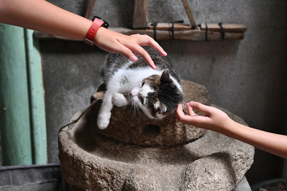 品牌一條街！雲林西螺米醬一條街、新港奉天宮神菓子一條街！探索城市的在地魅力！