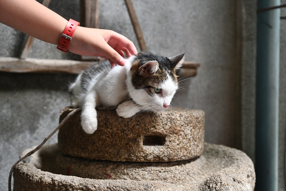 品牌一條街！雲林西螺米醬一條街、新港奉天宮神菓子一條街！探索城市的在地魅力！
