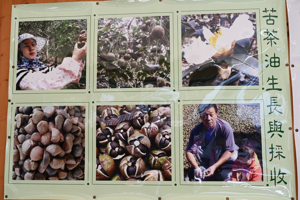 雲林古坑好好玩！雲林古坑美食、DIY烘豆體驗、住宿推薦！探索咖啡山城的慢活魅力！