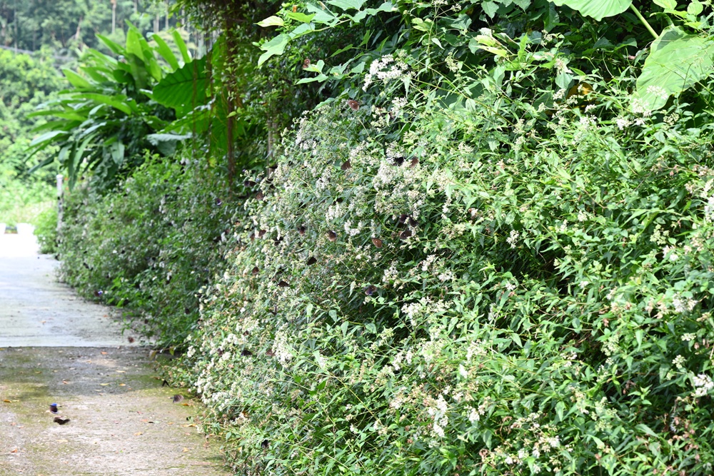 雲林古坑好好玩！雲林古坑美食、DIY烘豆體驗、住宿推薦！探索咖啡山城的慢活魅力！