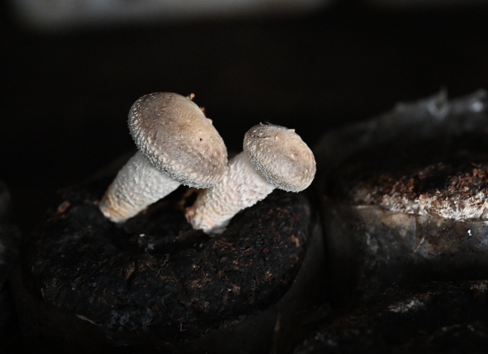 雲林古坑好好玩！雲林古坑美食、DIY烘豆體驗、住宿推薦！探索咖啡山城的慢活魅力！
