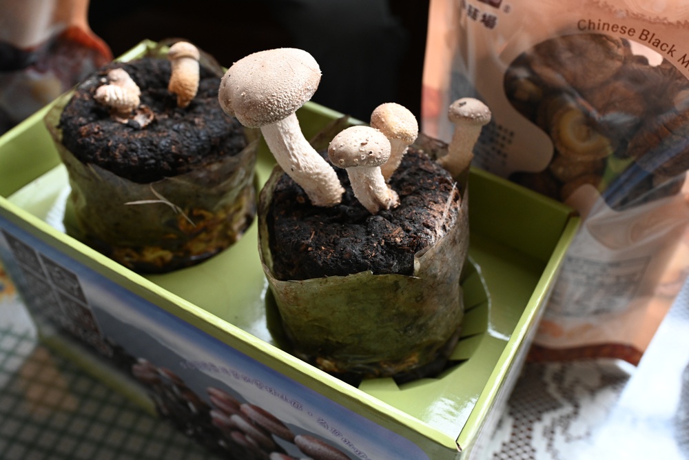 雲林古坑好好玩！雲林古坑美食、DIY烘豆體驗、住宿推薦！探索咖啡山城的慢活魅力！