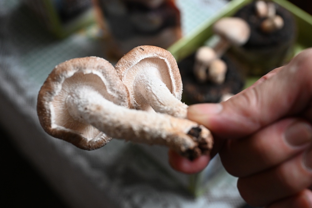 雲林古坑好好玩！雲林古坑美食、DIY烘豆體驗、住宿推薦！探索咖啡山城的慢活魅力！