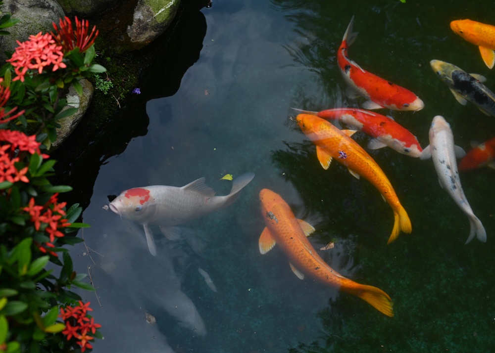 雲林古坑好好玩！雲林古坑美食、DIY烘豆體驗、住宿推薦！探索咖啡山城的慢活魅力！