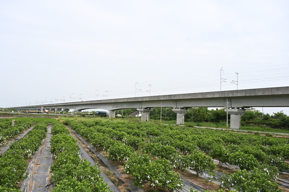 台南後壁金牌農村一日遊｜米香有約，「稻」後壁旅行！採芭樂、撿雞蛋、絹印臉譜帆布袋DIY、俗女餐桌全攻略！