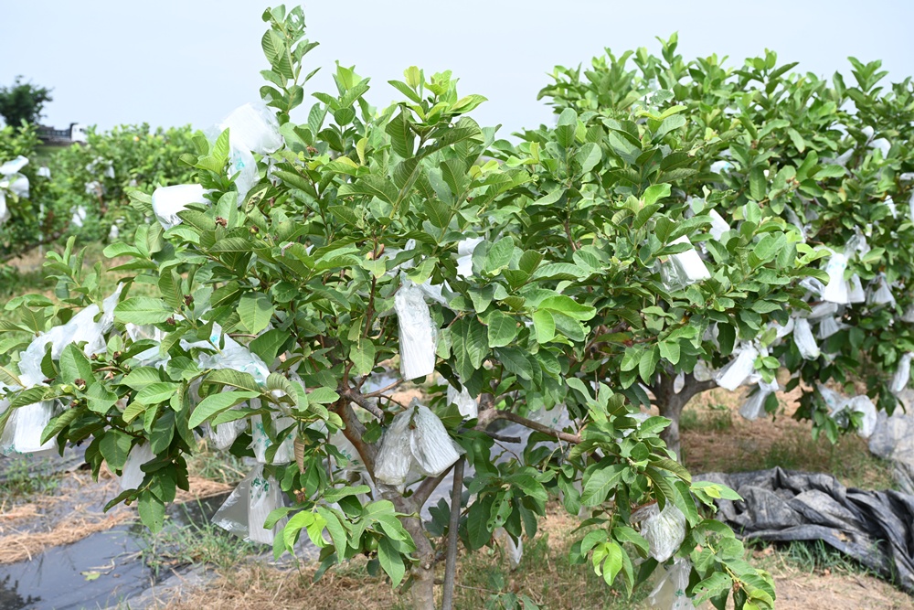 台南後壁金牌農村一日遊｜米香有約，「稻」後壁旅行！採芭樂、撿雞蛋、絹印臉譜帆布袋DIY、俗女餐桌全攻略！