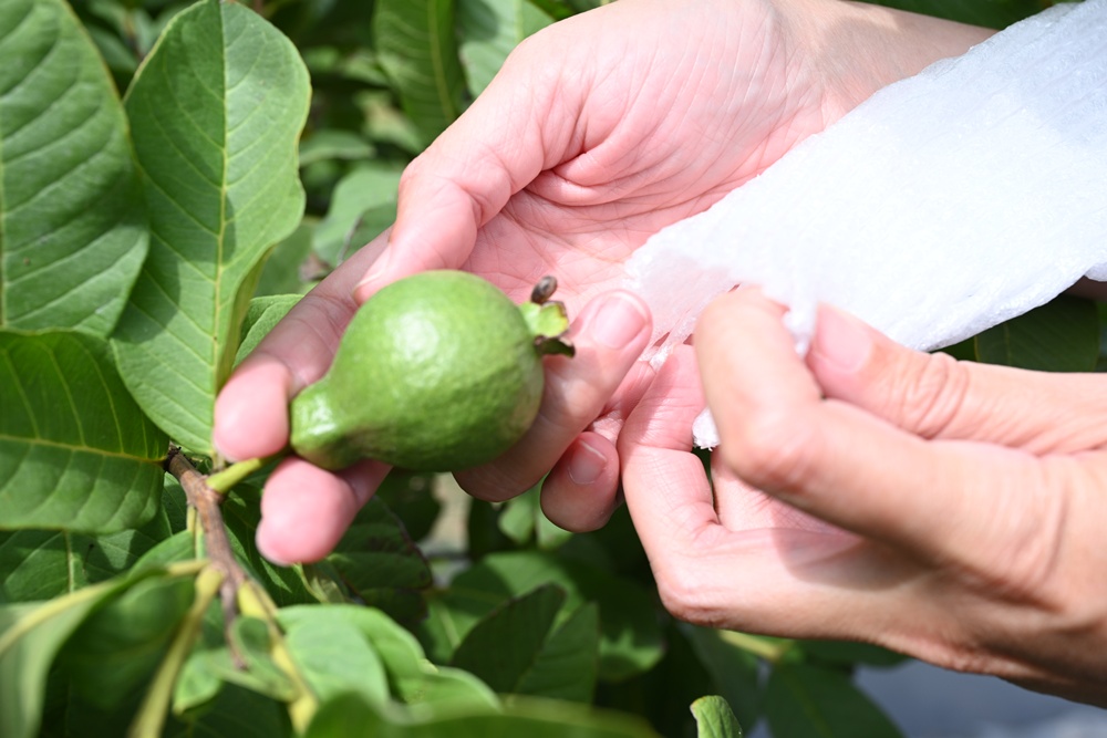 台南後壁金牌農村一日遊｜米香有約，「稻」後壁旅行！採芭樂、撿雞蛋、絹印臉譜帆布袋DIY、俗女餐桌全攻略！