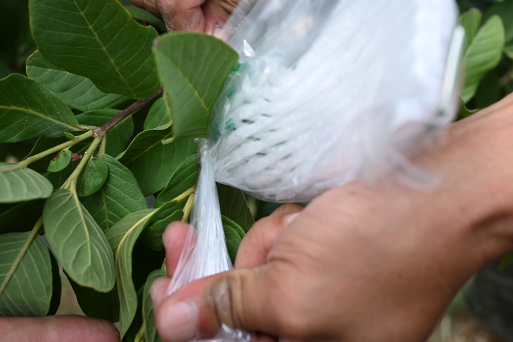 台南後壁金牌農村一日遊｜米香有約，「稻」後壁旅行！採芭樂、撿雞蛋、絹印臉譜帆布袋DIY、俗女餐桌全攻略！