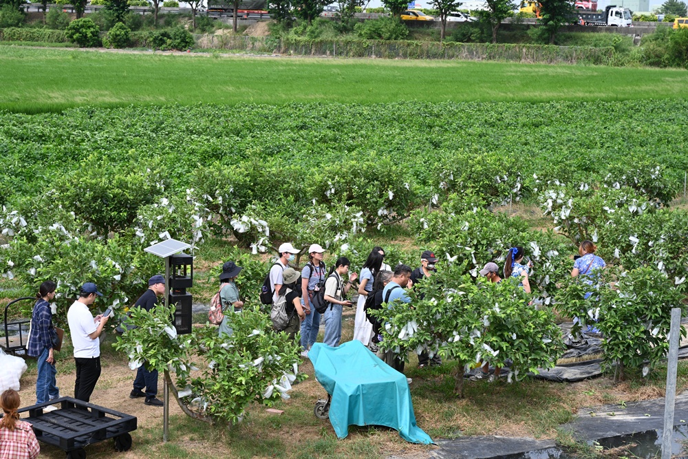 台南後壁金牌農村一日遊｜米香有約，「稻」後壁旅行！採芭樂、撿雞蛋、絹印臉譜帆布袋DIY、俗女餐桌全攻略！