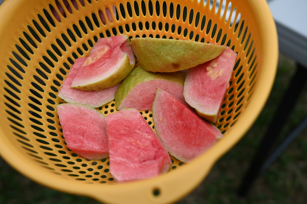 台南後壁金牌農村一日遊｜米香有約，「稻」後壁旅行！採芭樂、撿雞蛋、絹印臉譜帆布袋DIY、俗女餐桌全攻略！