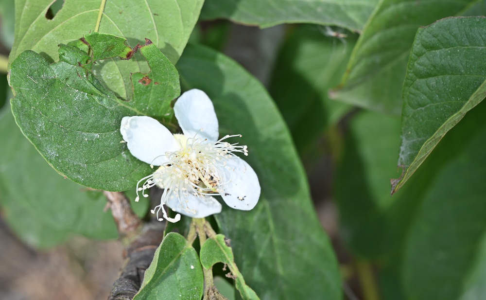 台南後壁金牌農村一日遊｜米香有約，「稻」後壁旅行！採芭樂、撿雞蛋、絹印臉譜帆布袋DIY、俗女餐桌全攻略！