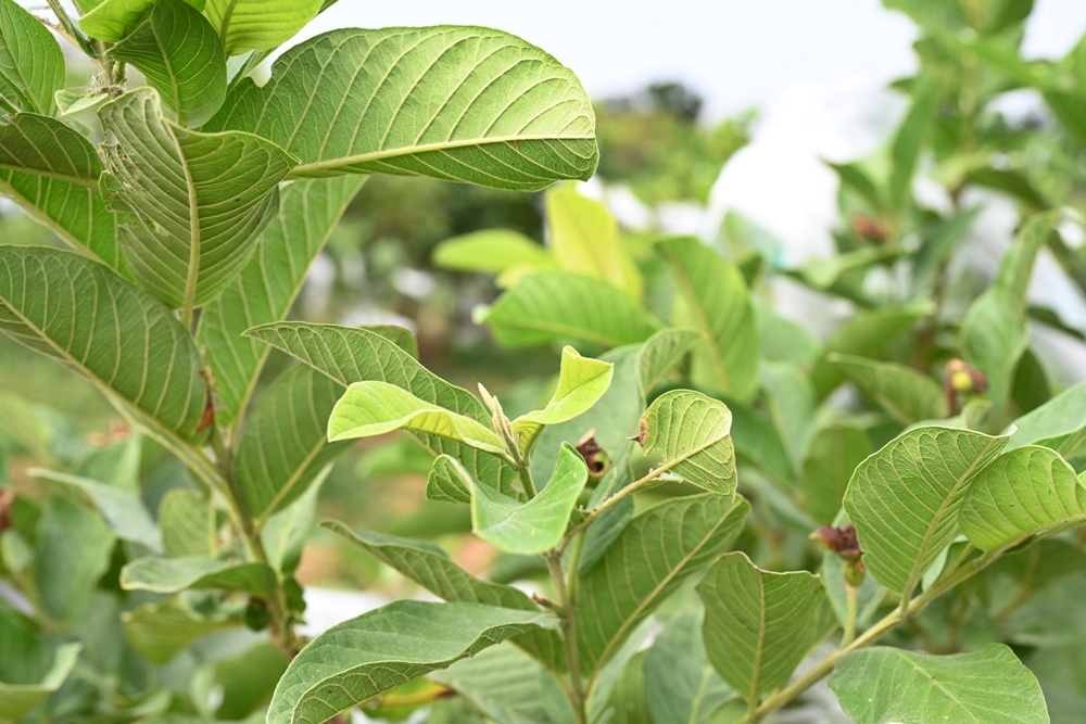台南後壁金牌農村一日遊｜米香有約，「稻」後壁旅行！採芭樂、撿雞蛋、絹印臉譜帆布袋DIY、俗女餐桌全攻略！