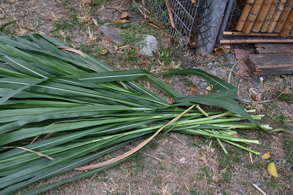 台南後壁金牌農村一日遊｜米香有約，「稻」後壁旅行！採芭樂、撿雞蛋、絹印臉譜帆布袋DIY、俗女餐桌全攻略！