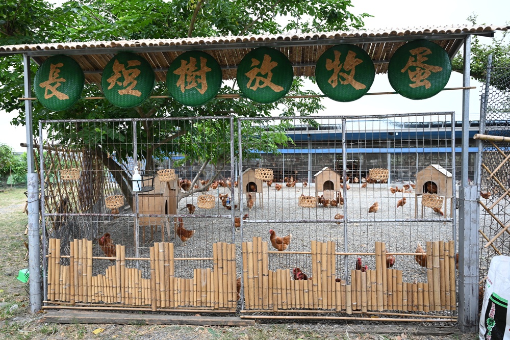 台南後壁金牌農村一日遊｜米香有約，「稻」後壁旅行！採芭樂、撿雞蛋、絹印臉譜帆布袋DIY、俗女餐桌全攻略！