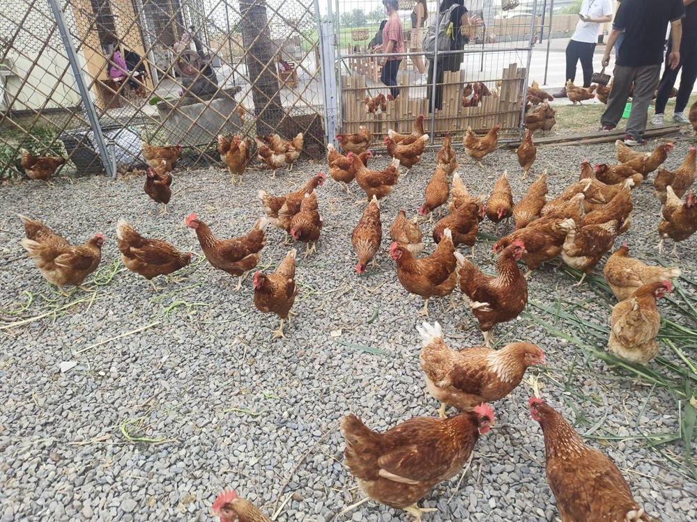 台南後壁金牌農村一日遊｜米香有約，「稻」後壁旅行！採芭樂、撿雞蛋、絹印臉譜帆布袋DIY、俗女餐桌全攻略！