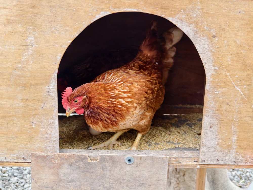 台南後壁金牌農村一日遊｜米香有約，「稻」後壁旅行！採芭樂、撿雞蛋、絹印臉譜帆布袋DIY、俗女餐桌全攻略！