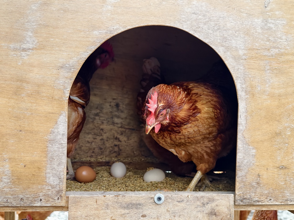 台南後壁金牌農村一日遊｜米香有約，「稻」後壁旅行！採芭樂、撿雞蛋、絹印臉譜帆布袋DIY、俗女餐桌全攻略！