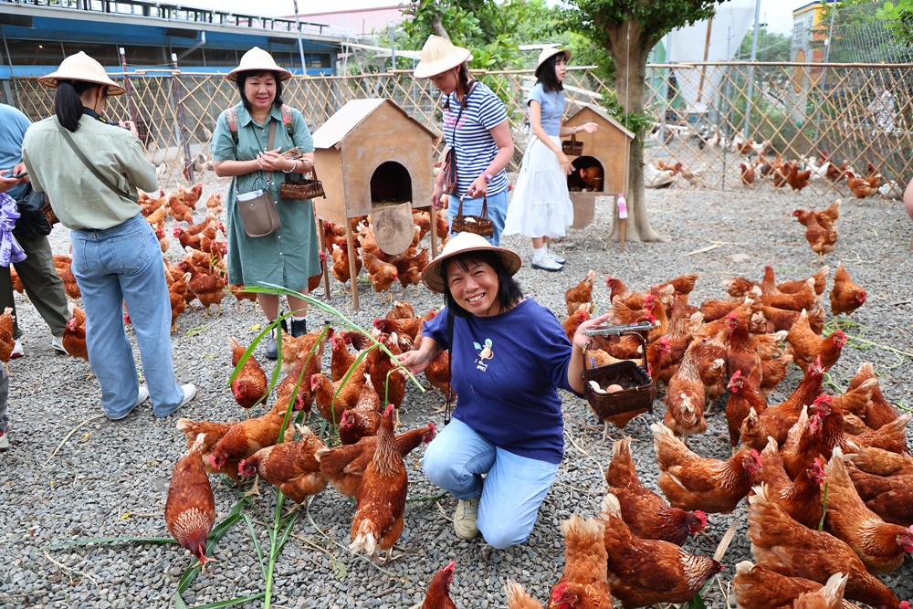 台南一日遊。長短樹放牧蛋 一日小雞農體驗、撿雞蛋、煎雞蛋！親子旅遊推薦！