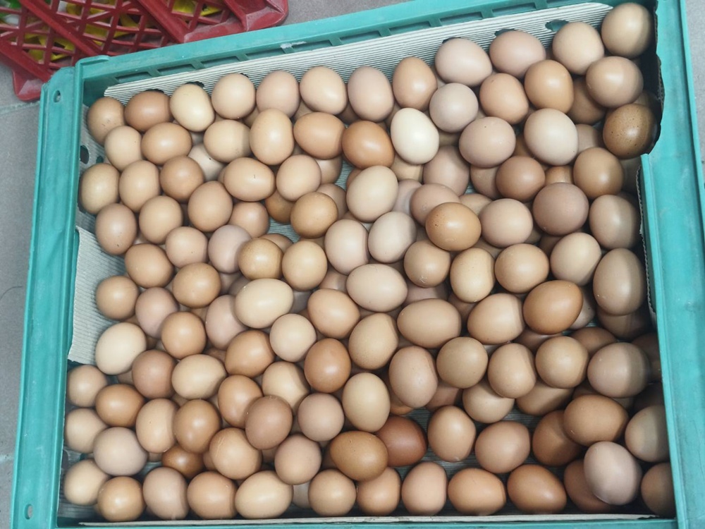 台南一日遊。長短樹放牧蛋 一日小雞農體驗、撿雞蛋、煎雞蛋！親子旅遊推薦！