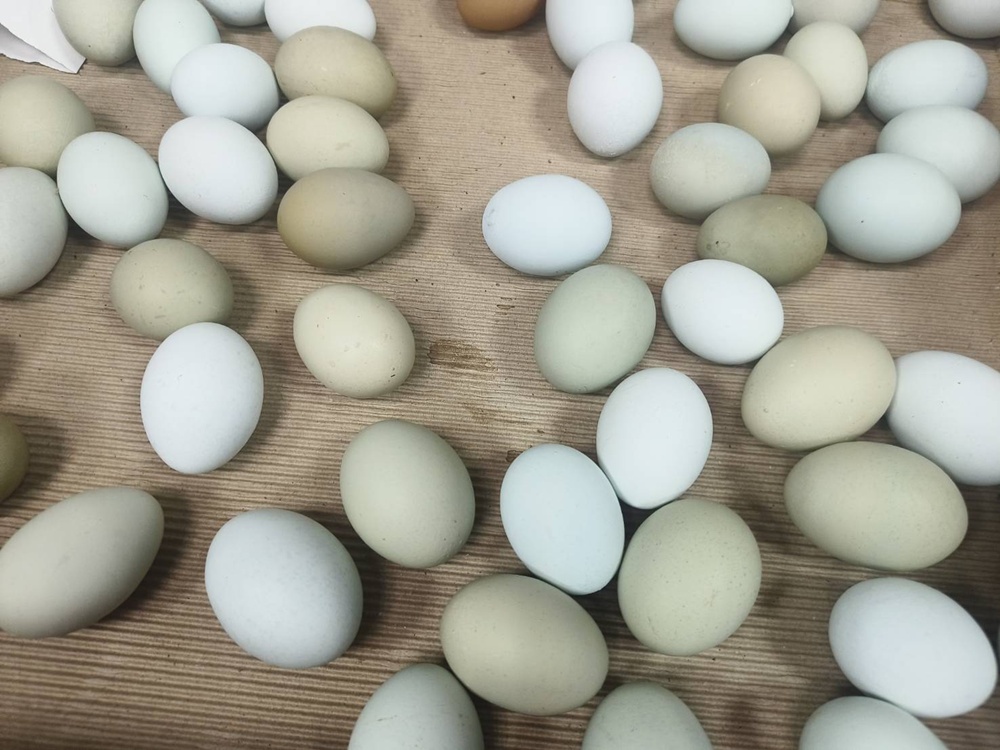 台南一日遊。長短樹放牧蛋 一日小雞農體驗、撿雞蛋、煎雞蛋！親子旅遊推薦！