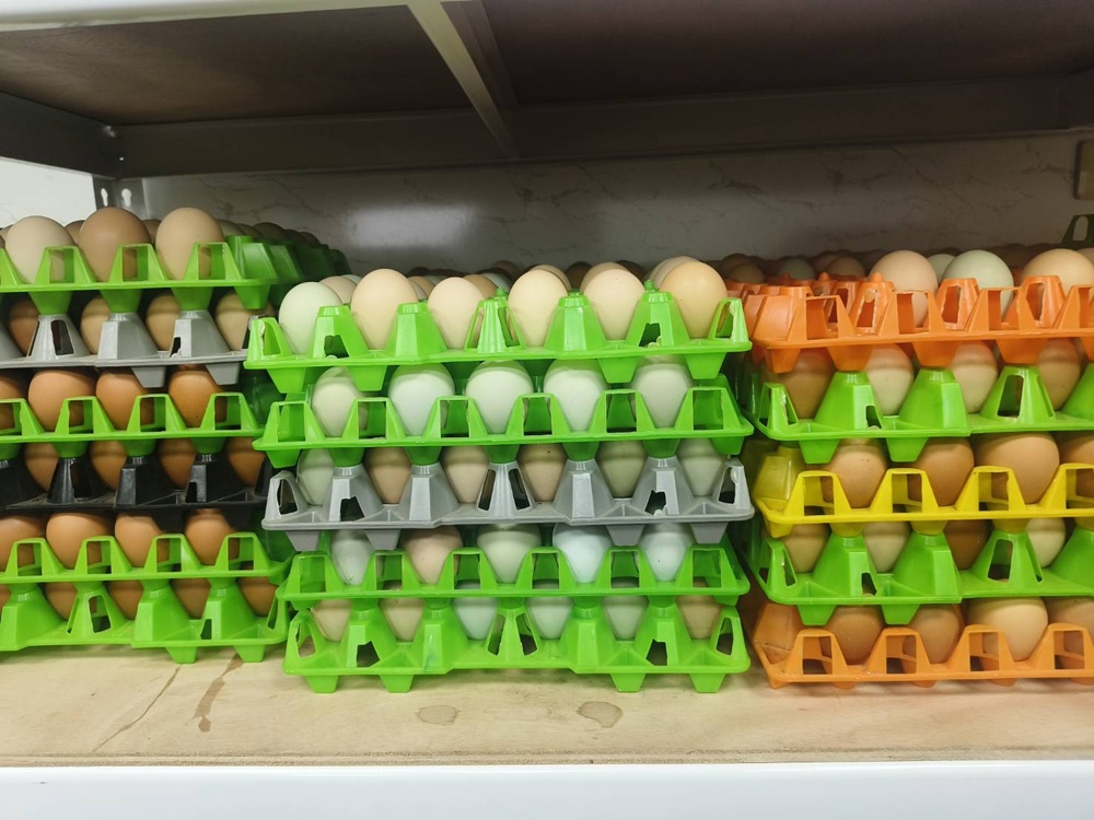 台南一日遊。長短樹放牧蛋 一日小雞農體驗、撿雞蛋、煎雞蛋！親子旅遊推薦！