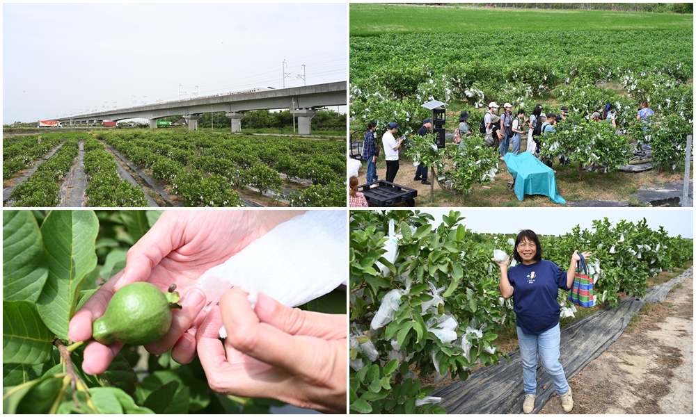 台南一日遊。牡丹果食果園 參觀果園、認識珍珠芭樂、採芭樂、甘草芭樂DIY！親子旅遊推薦！