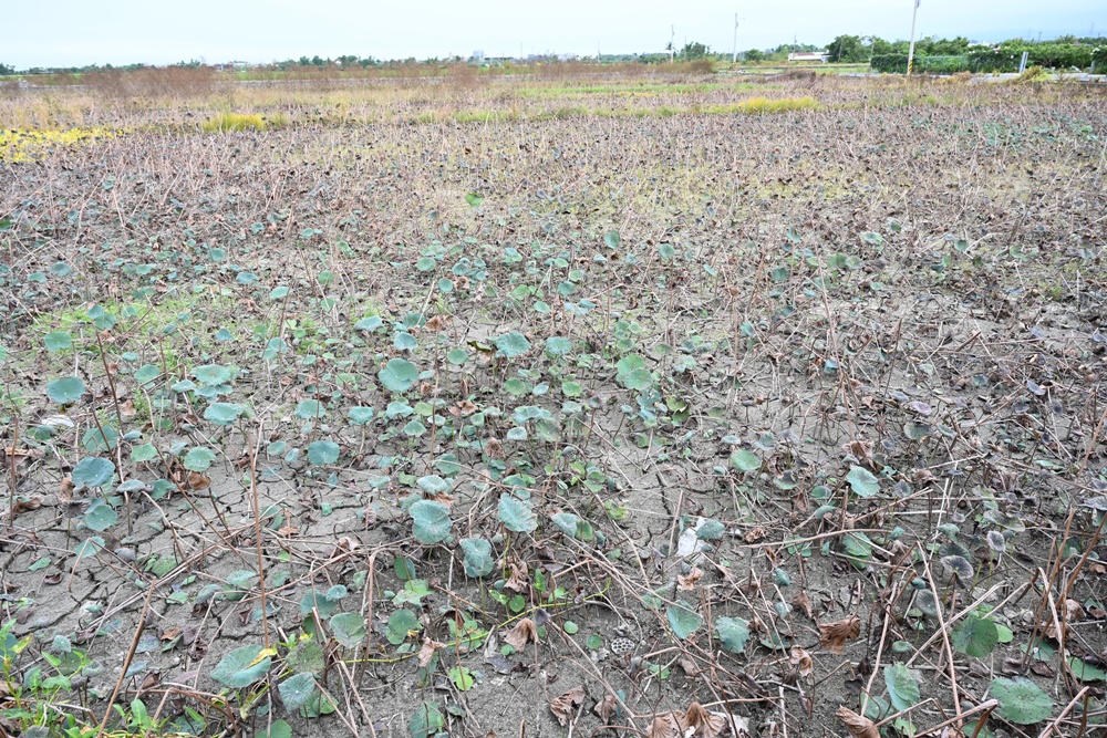 台南金牌農村一日遊｜蓮香藝遊．田園到漁村 一次走訪白河、善化、北門 DIY手作、美食饗宴全攻略！