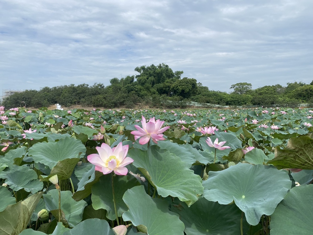 台南金牌農村一日遊｜蓮香藝遊．田園到漁村 一次走訪白河、善化、北門 DIY手作、美食饗宴全攻略！