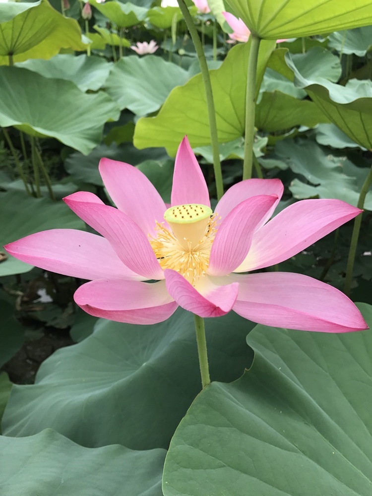台南金牌農村一日遊｜蓮香藝遊．田園到漁村 一次走訪白河、善化、北門 DIY手作、美食饗宴全攻略！
