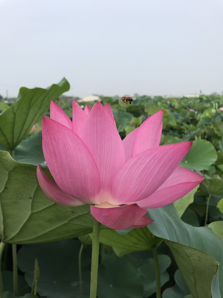 台南金牌農村一日遊｜蓮香藝遊．田園到漁村 一次走訪白河、善化、北門 DIY手作、美食饗宴全攻略！