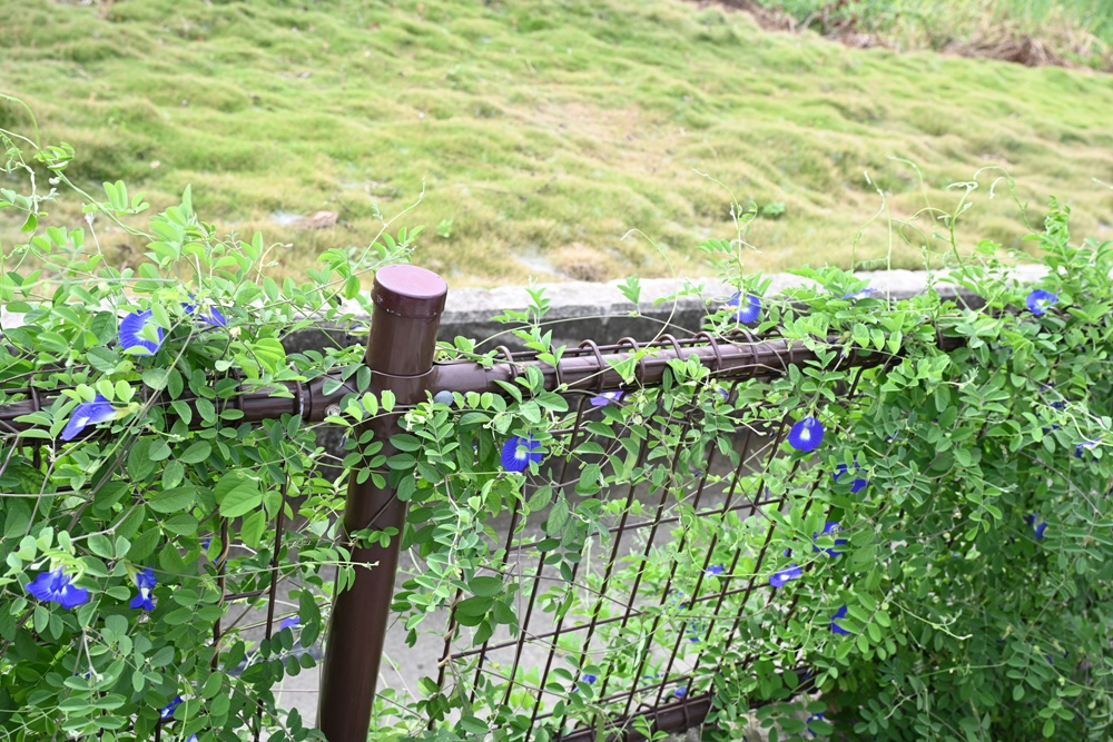 台南一日遊。善化溪美社區 華瑞生態園區 炒黑糖、芝麻球、埤塘水圳生態導覽! 台南一日遊。善化溪美社區 華瑞生態園區 炒黑糖、芝麻球、埤塘水圳生態導覽!