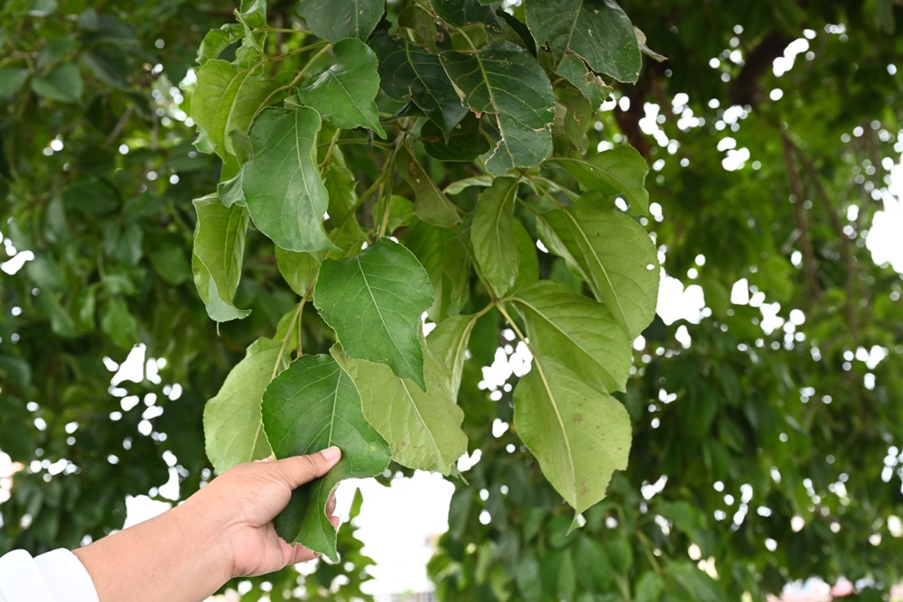 台南一日遊。善化溪美社區 華瑞生態園區 炒黑糖、芝麻球、埤塘水圳生態導覽! 台南一日遊。善化溪美社區 華瑞生態園區 炒黑糖、芝麻球、埤塘水圳生態導覽!