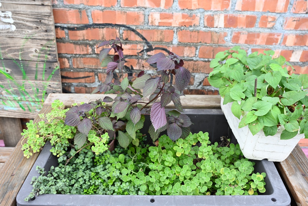 台南一日遊。善化溪美社區 華瑞生態園區 炒黑糖、芝麻球、埤塘水圳生態導覽! 台南一日遊。善化溪美社區 華瑞生態園區 炒黑糖、芝麻球、埤塘水圳生態導覽!